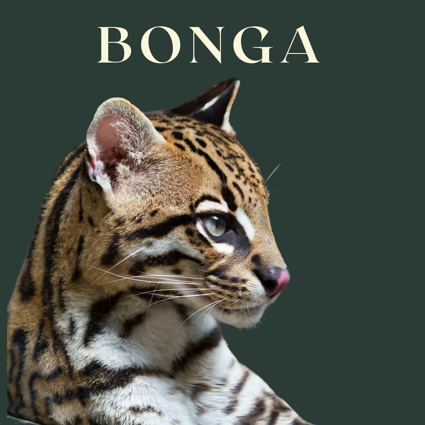 BONGA